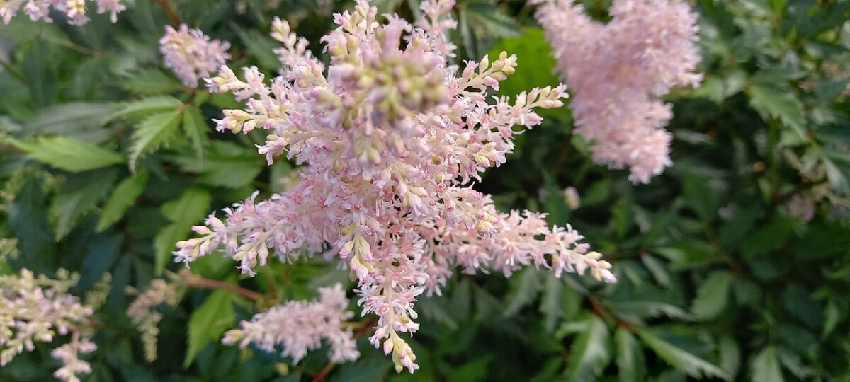 Астильбы от соседки - белая, розовая, малиновая, у неё лишними были, хотела выбрасывать