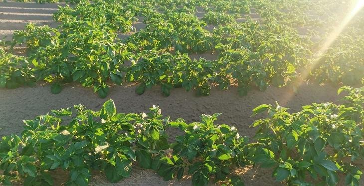    Германия является лидером поставок семенного картофеля в Россию