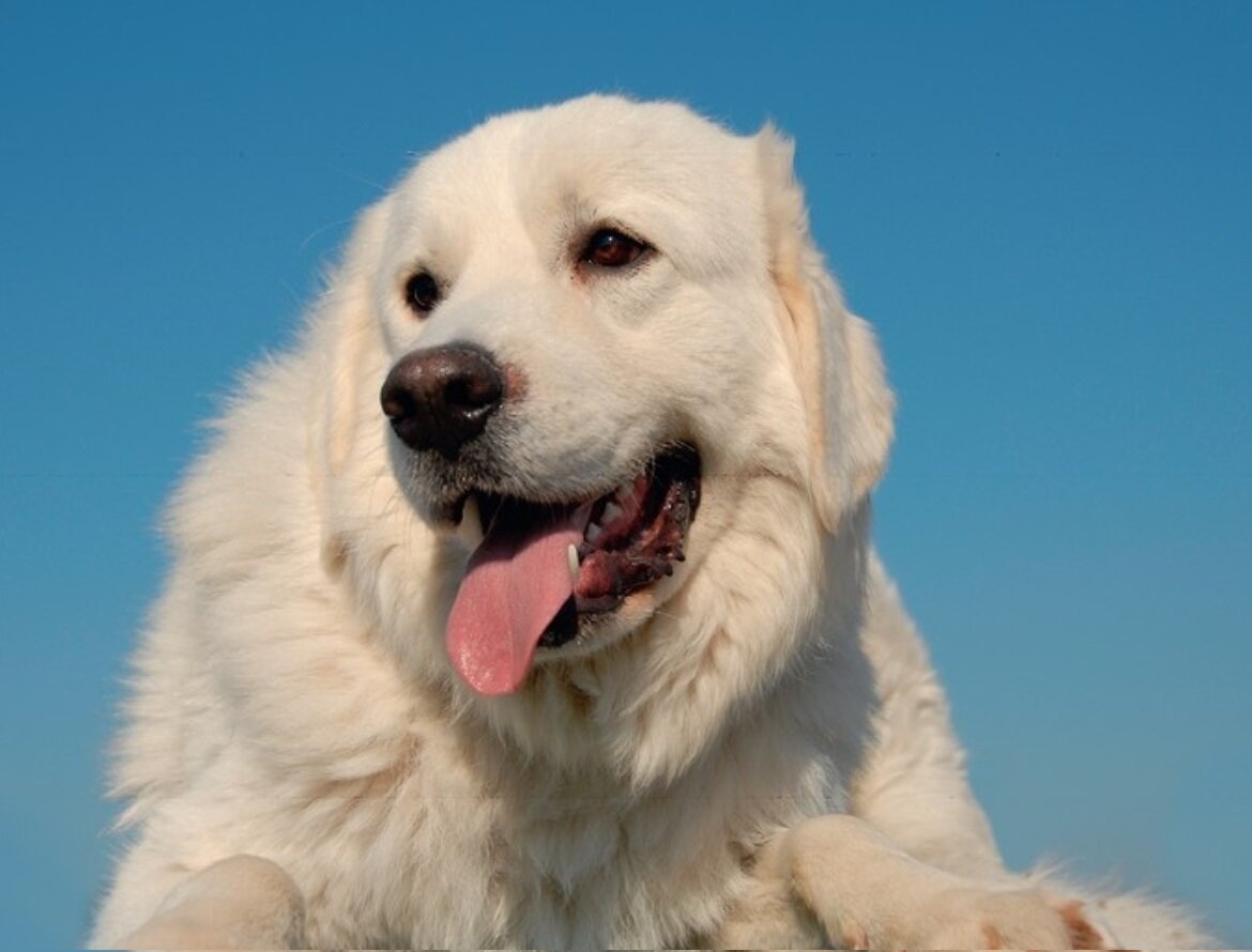 Pyrenean Mastiff