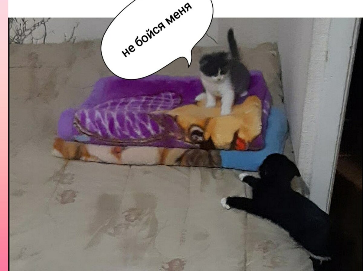 Разная реакция котят друг на друга. СИМБА и Маркиз.