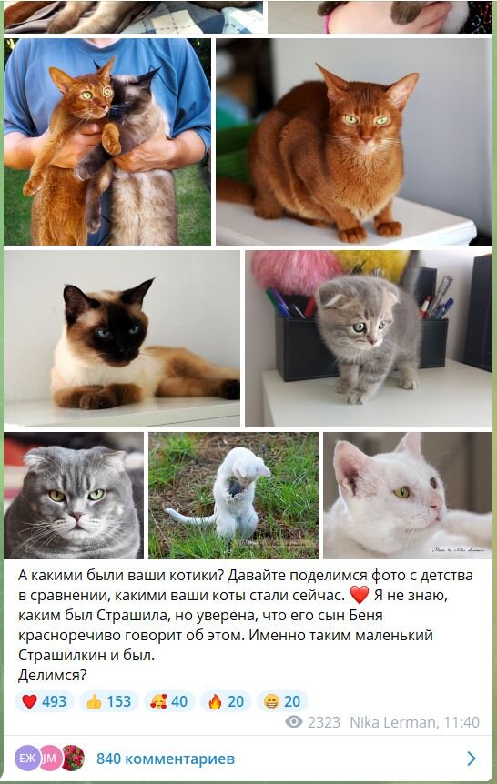 Как зовут вашего кота. Где найти фотографию вашего котика.