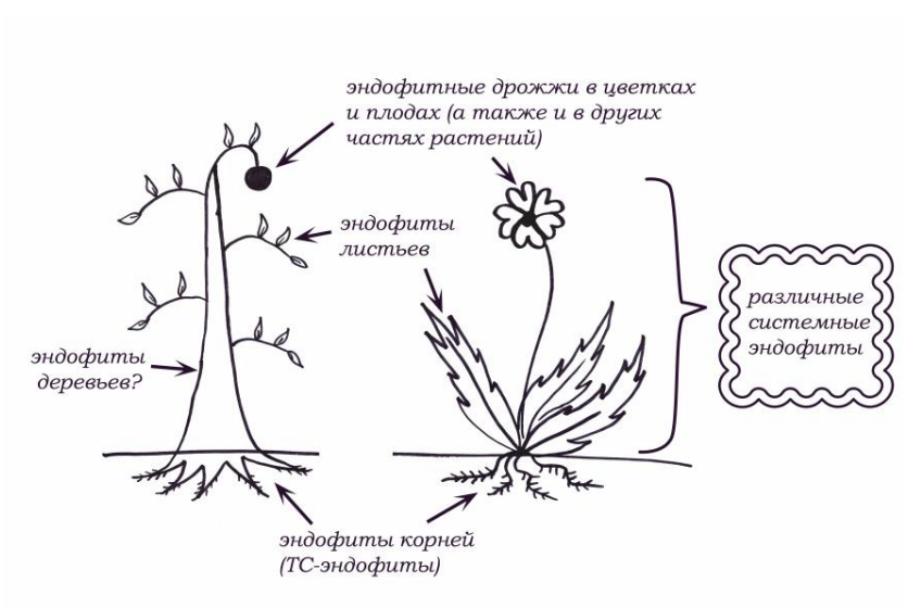 Схема возможного присутствия эндофитов в различных органах растений