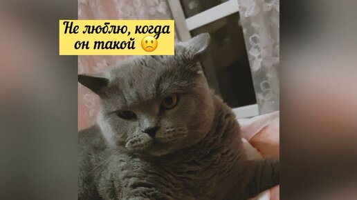 Этот злюка не мой кот, где же мой добрый Сенечка 😢