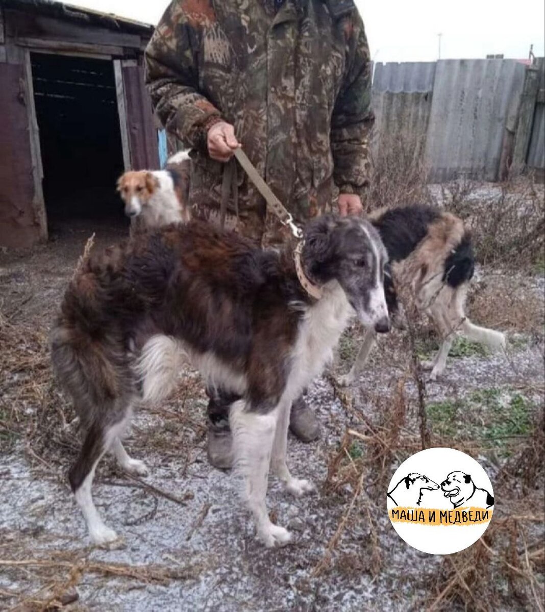 Харлей, жил у охотника, кормил пшенкой, боялся взмаха руки