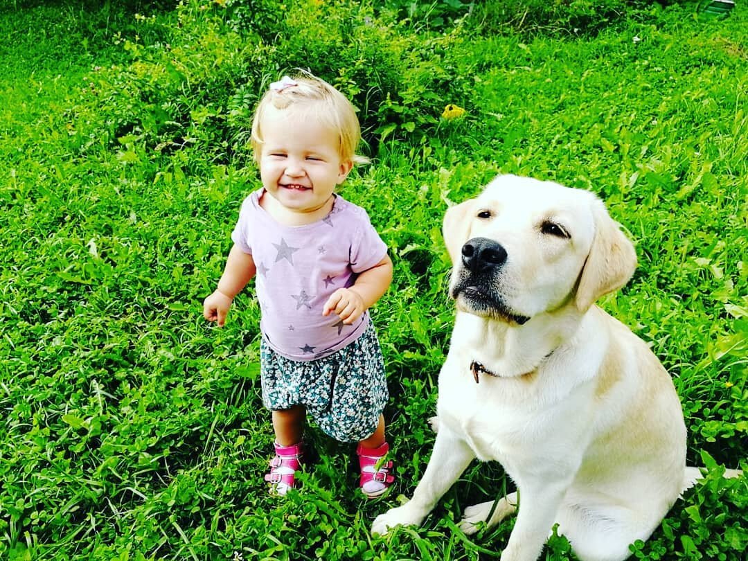 Щенок лабрадора в волонтерской семье