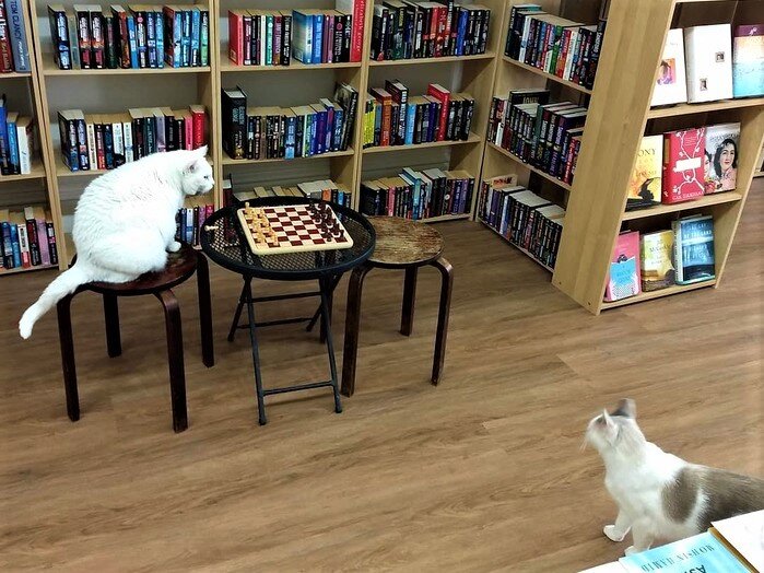 Коты в магазине.  Источник фото: vk.com/catism