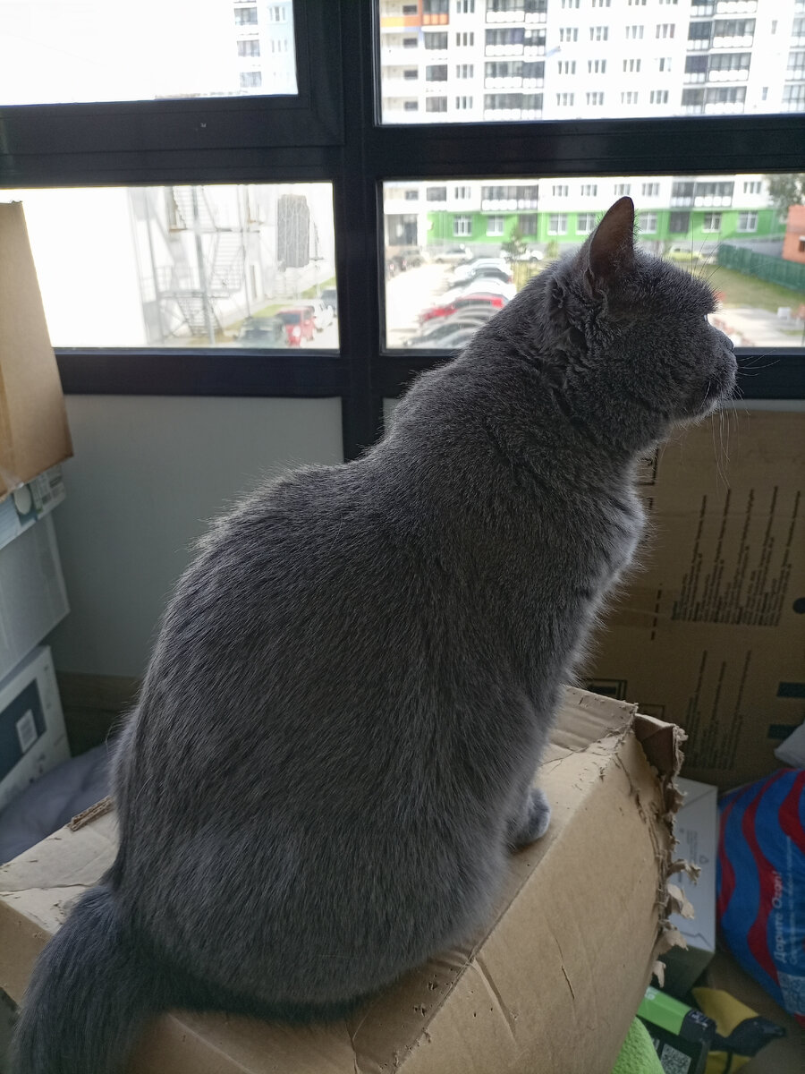 Молли контролирует ситуацию с балкона