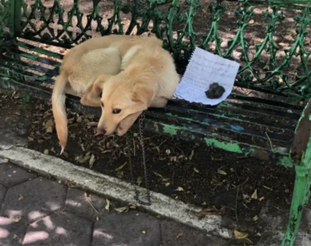 Привязали к лавочке с запиской