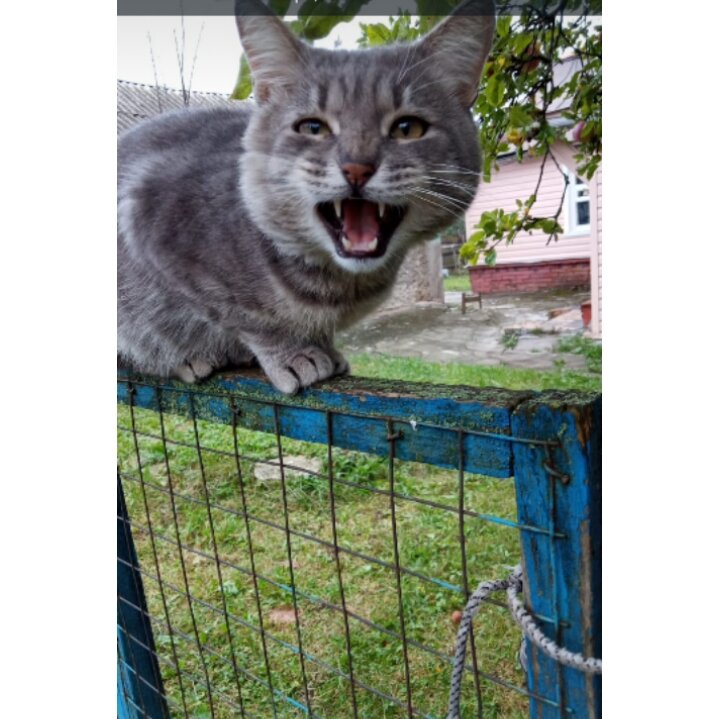 Мой кот Маркис!!! (Всем... Всем.. Всем... С огорода - домой!!!! Готовиться к выходным!!!!)