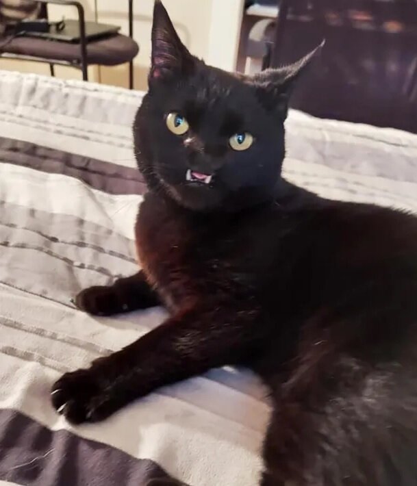 Кошка. Источник фото: https://www.universoanimali.it/volontaria-di-un-rifugio-trova-una-gattina-con-il-volto-insolito-e-decide-di-adottarla/