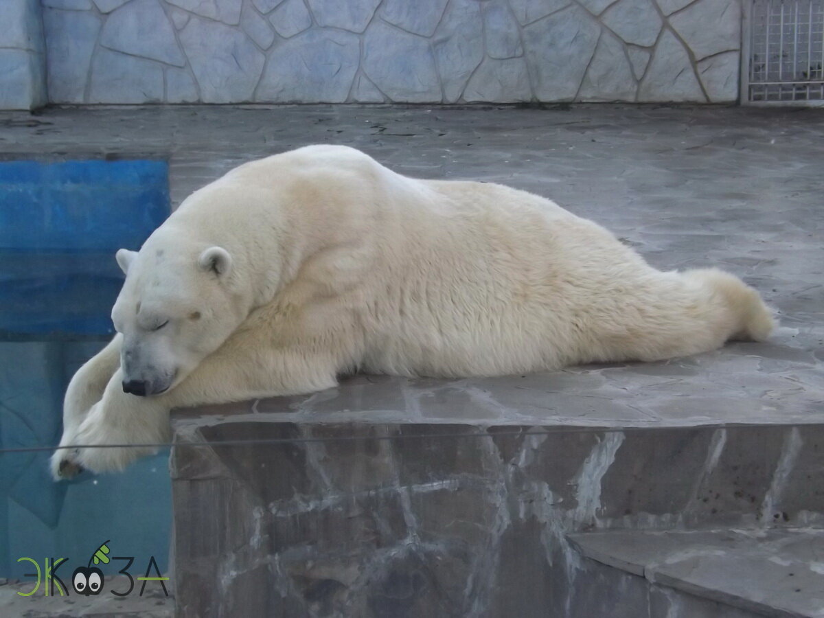 Белый мишка