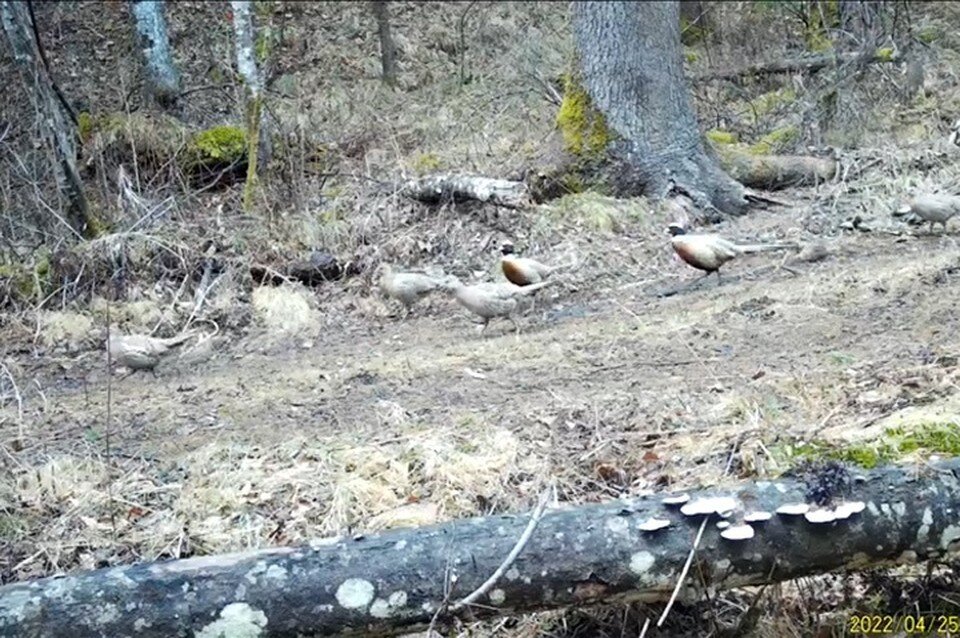     Дикие курочки путешествовали несколькими семьями Фото: скриншот из видео