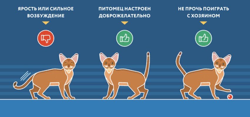Фото: petstore.ru 