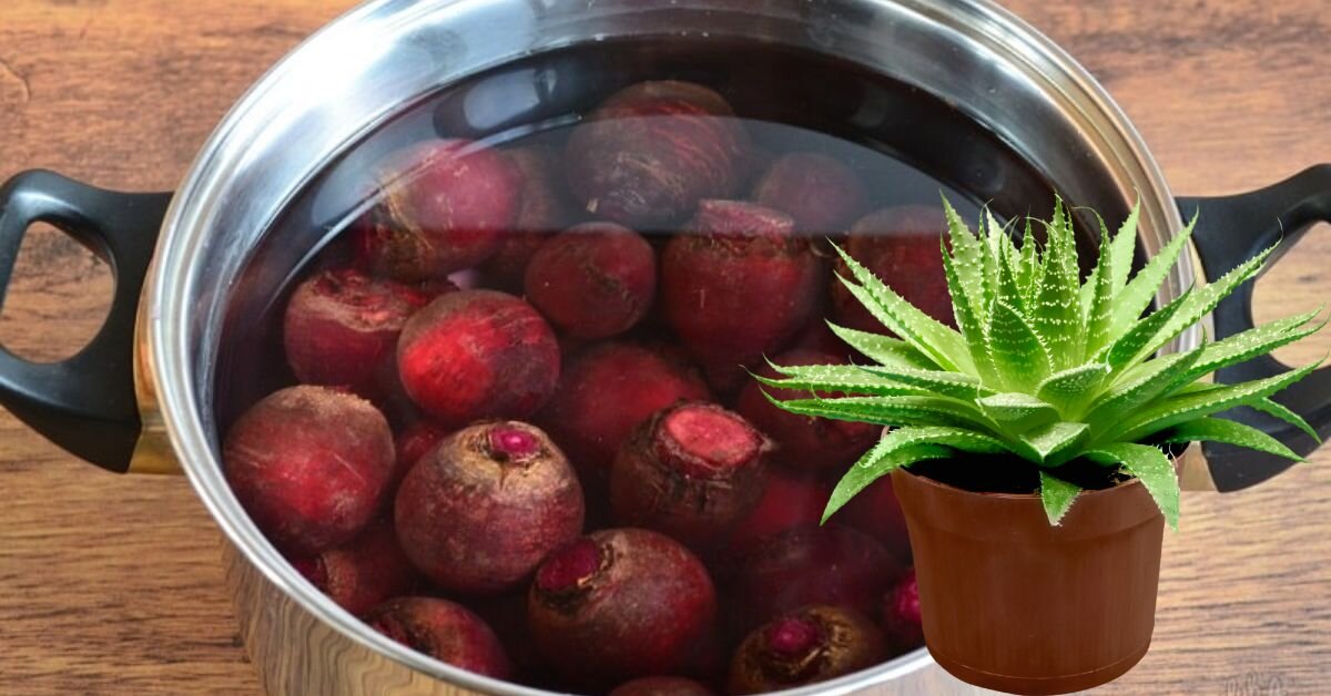 Свекольный отвар. Свекольный напиток. Свекольный фреш. Свекольный квас. Свекольный морс.