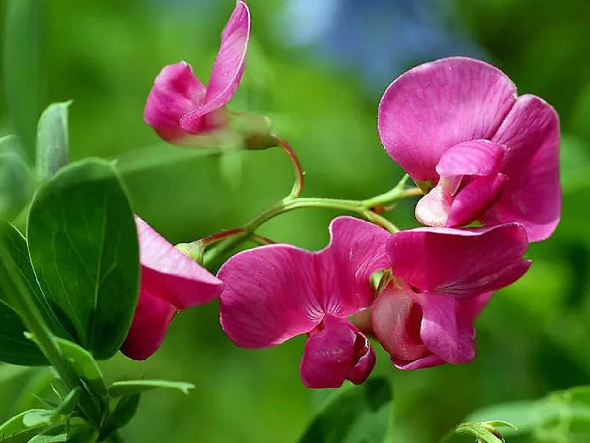 Покажи чина. Чина (Lathyrus). Чина Лесная Lathyrus Sylvestris. Луговой душистый горошек. Чина душистый горошек.