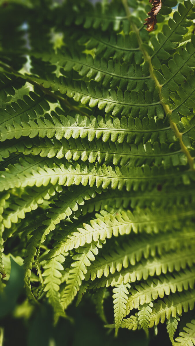 Съемка растений, как отдельный вид искусства. 