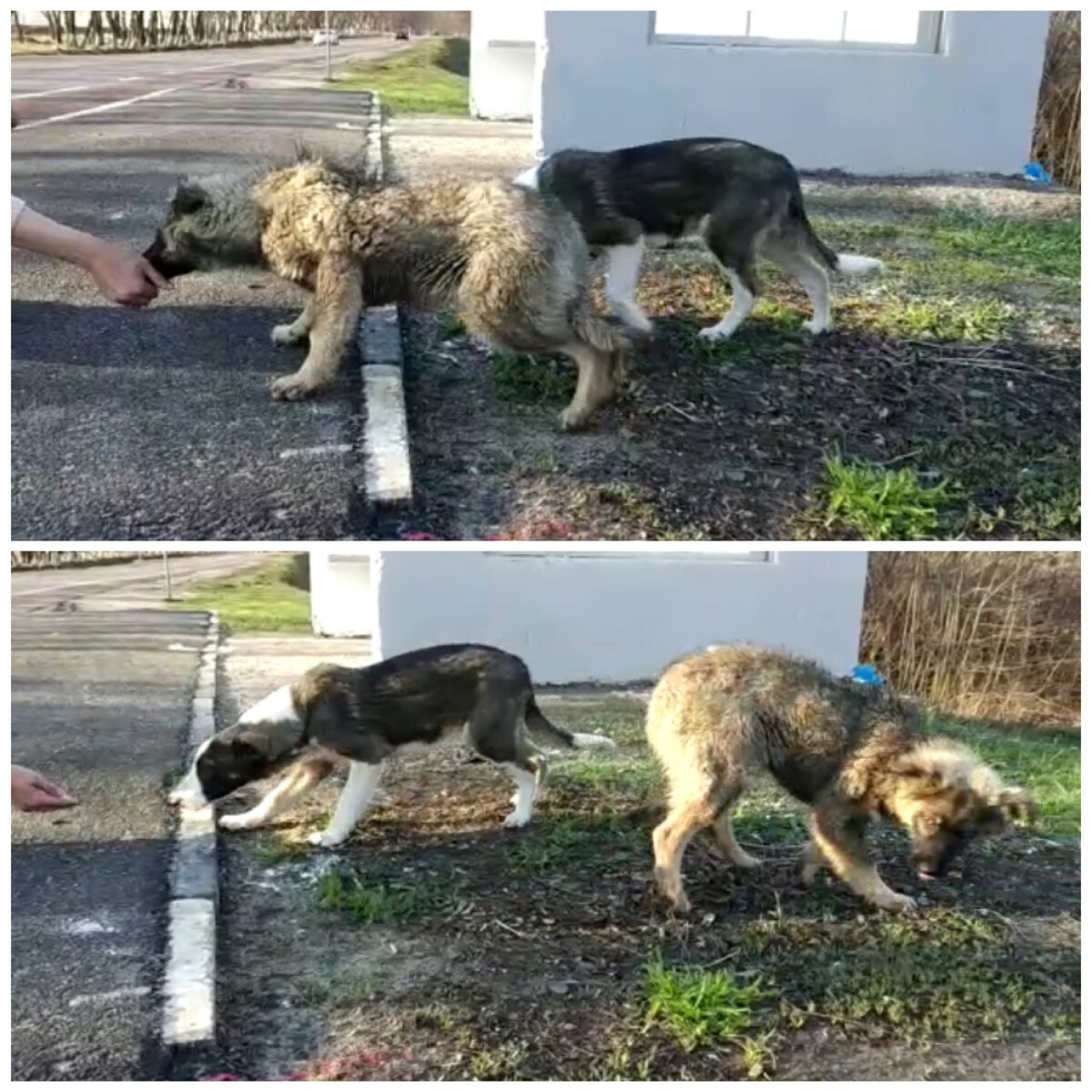 Так выглядели  Саня и Маня в день, когда их нашли