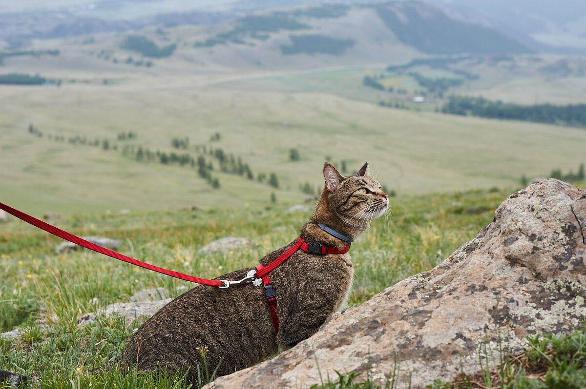 Изучает природу Алтая.