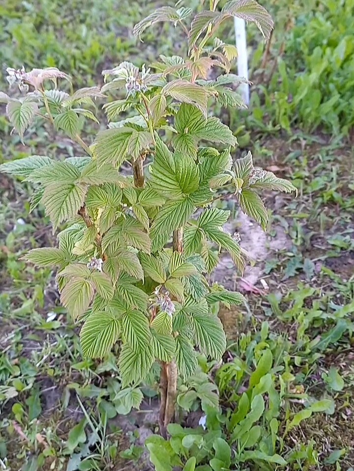 Один из кустиков, есть и меньше. Лето 2022г.