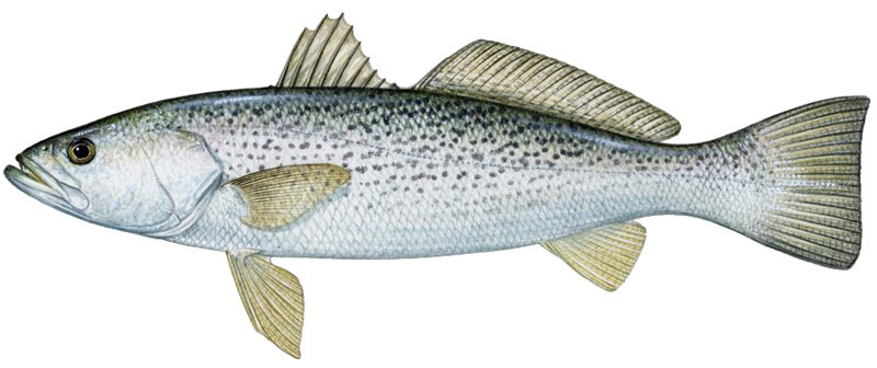 Cynoscion regalis