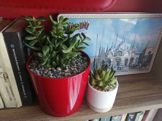     Ухаживаем за растениями зимой: советы хабаровчанам / Екатерина Селиванова