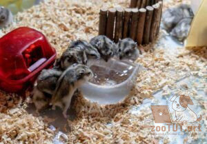 Могут ли хомяки пить воду и какую: сырую или кипяченую? | Советы о домашних животных