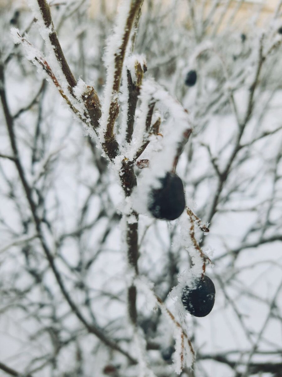 Фото сделано автором статьи