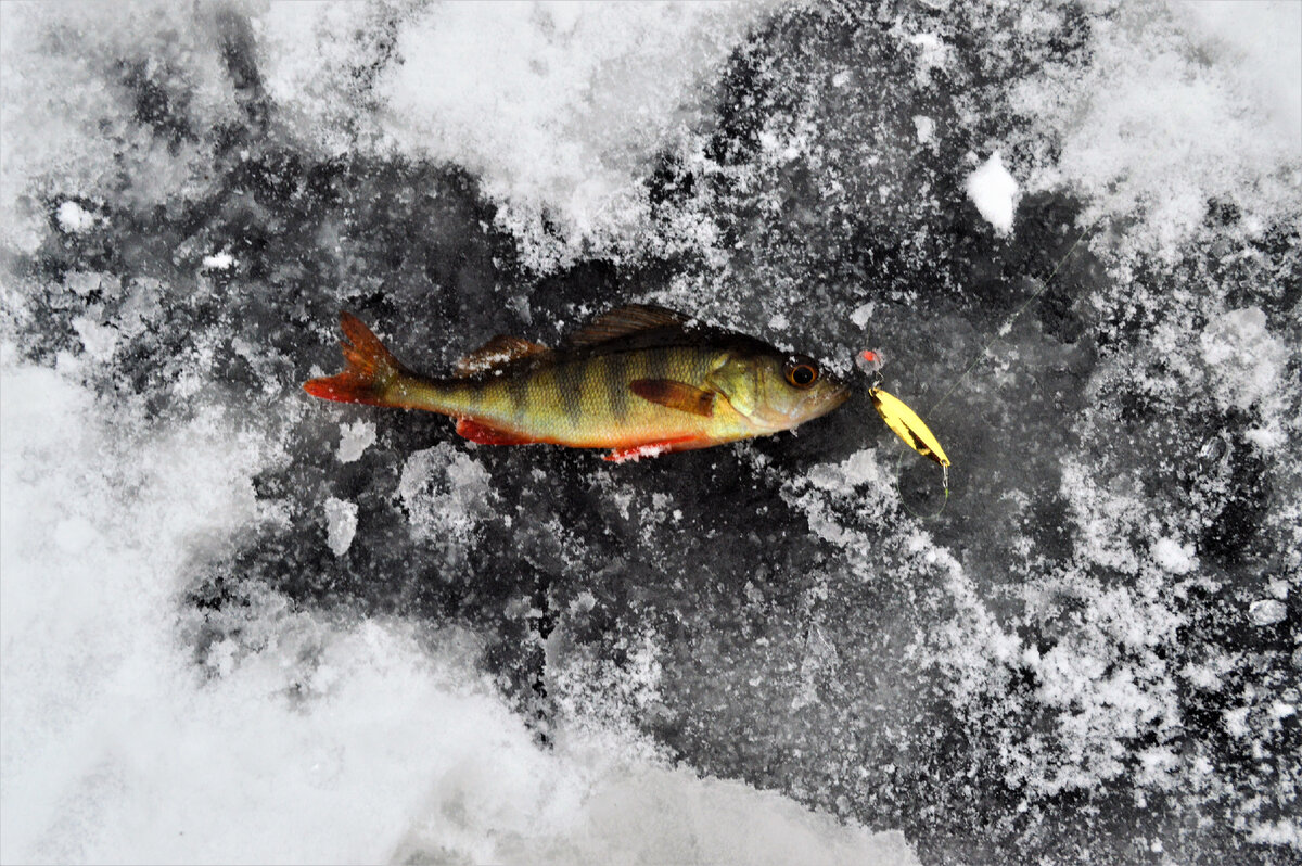 Вести с водоемов. Страница 2 - FishingSib