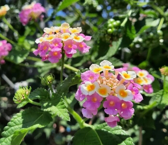 Lantana trifolia