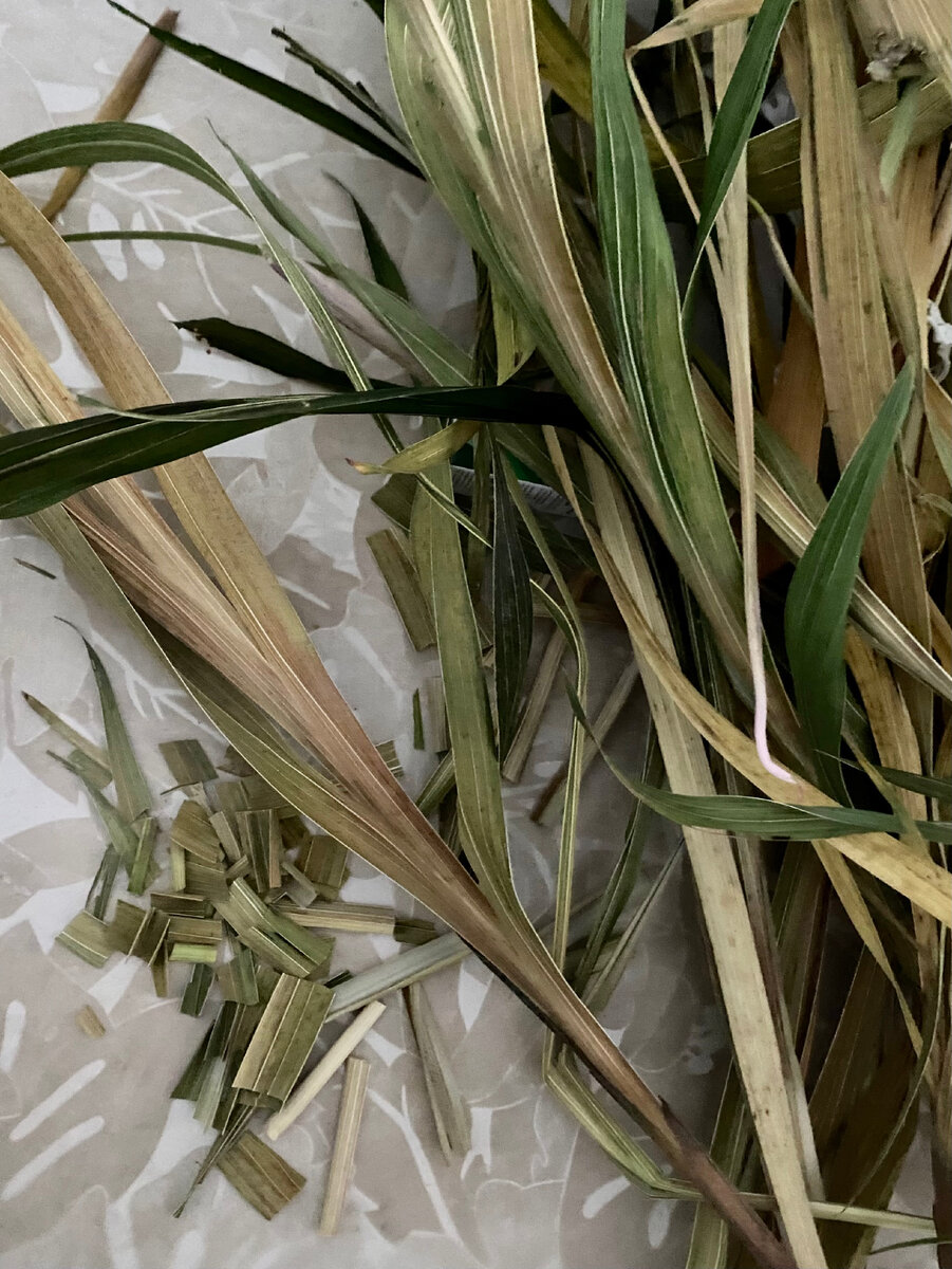 думала без рук и ножниц останусь. когда резала сухие цветоносы