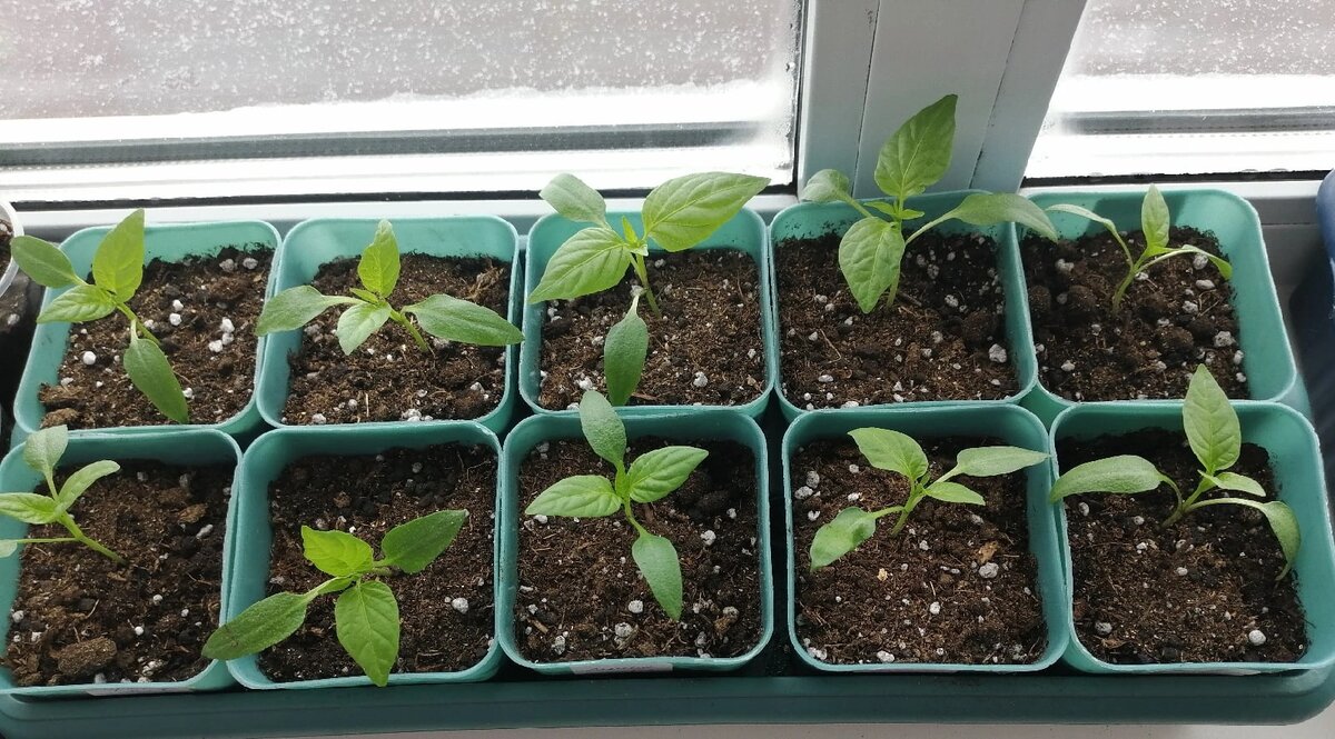 Мои малыши прекрасно чувствуют себя в здоровом грунте. Фото автора  2022года