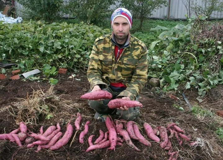 Как сажать батат в открытый грунт. Батат ареал. Редис батат. Посадка батата клубнями. Батат на грядке.