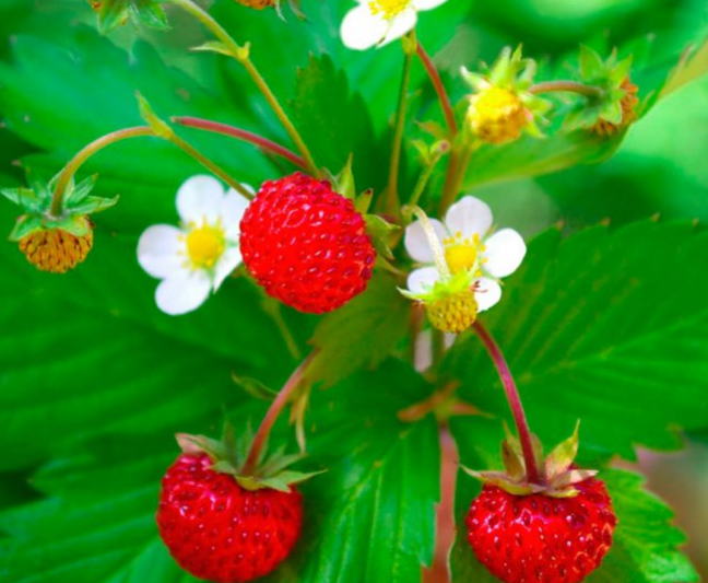 Фотография взята из источника www.kp.ru