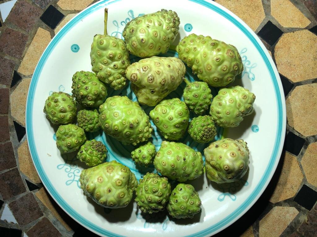 Высококачественные фрукты нони из Вьетнама//ср. Клара +84 838879188 продукты,Вье