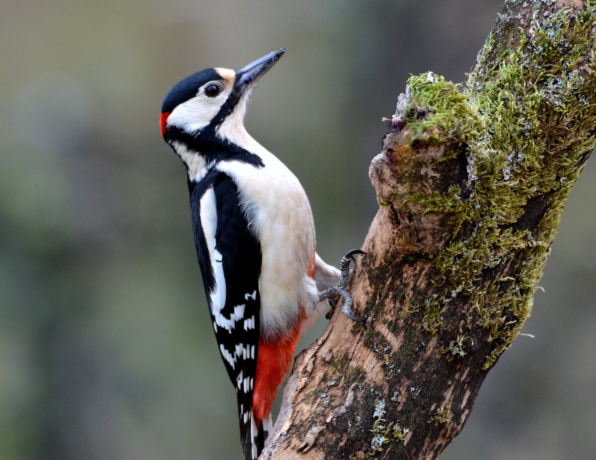 Фото из свободного источника.