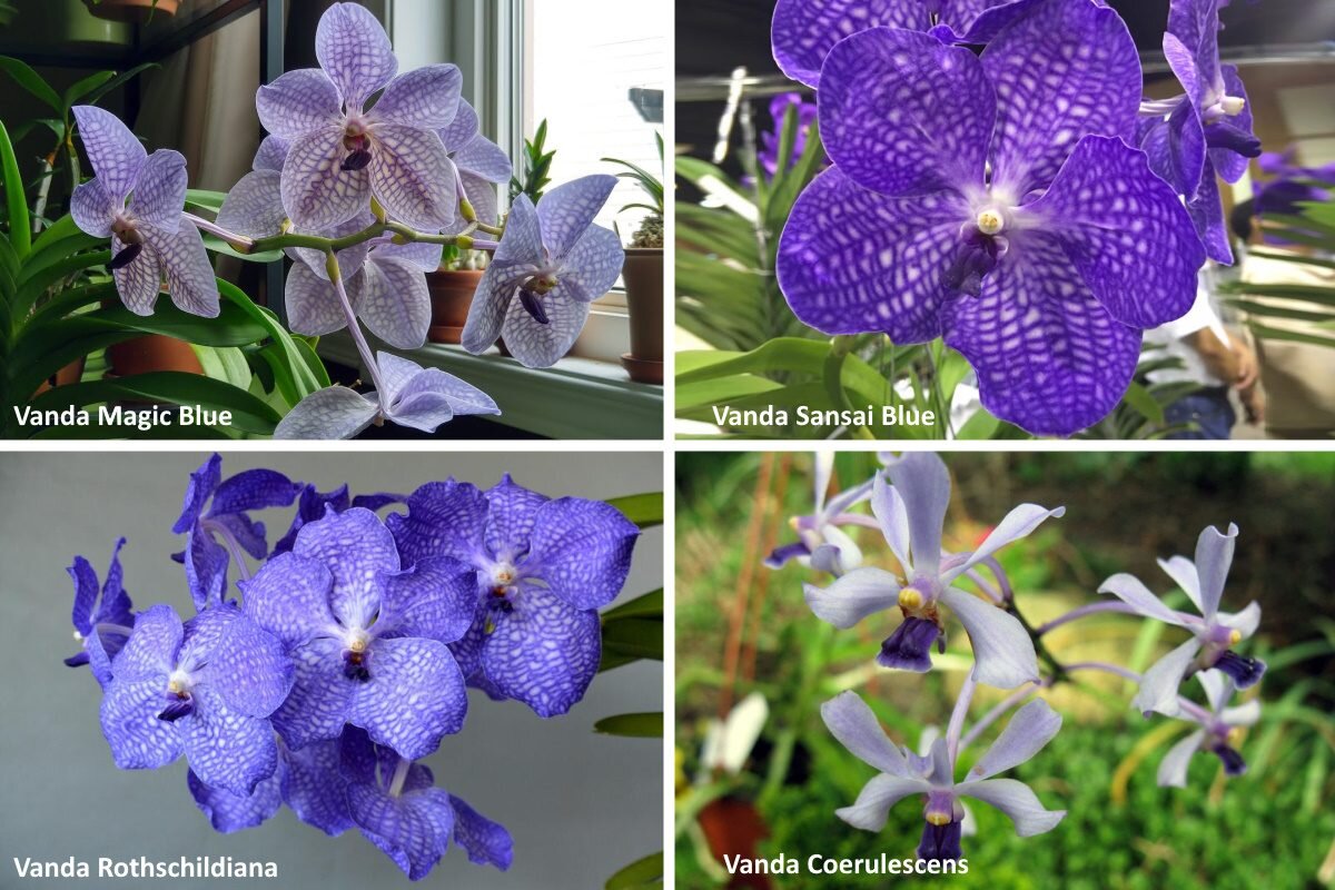 Полезное о цветах » Орхидея- выбор, уход - вторсырье-м.рф