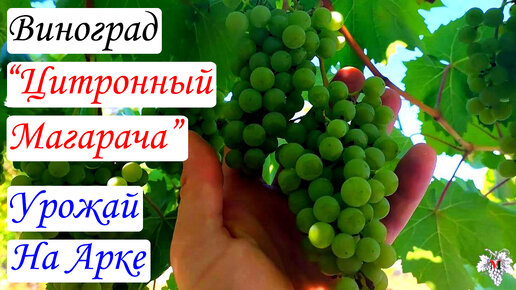 Один из лучших сортов винограда для изготовления вина. Урожай винограда «Цитронний Магарача»