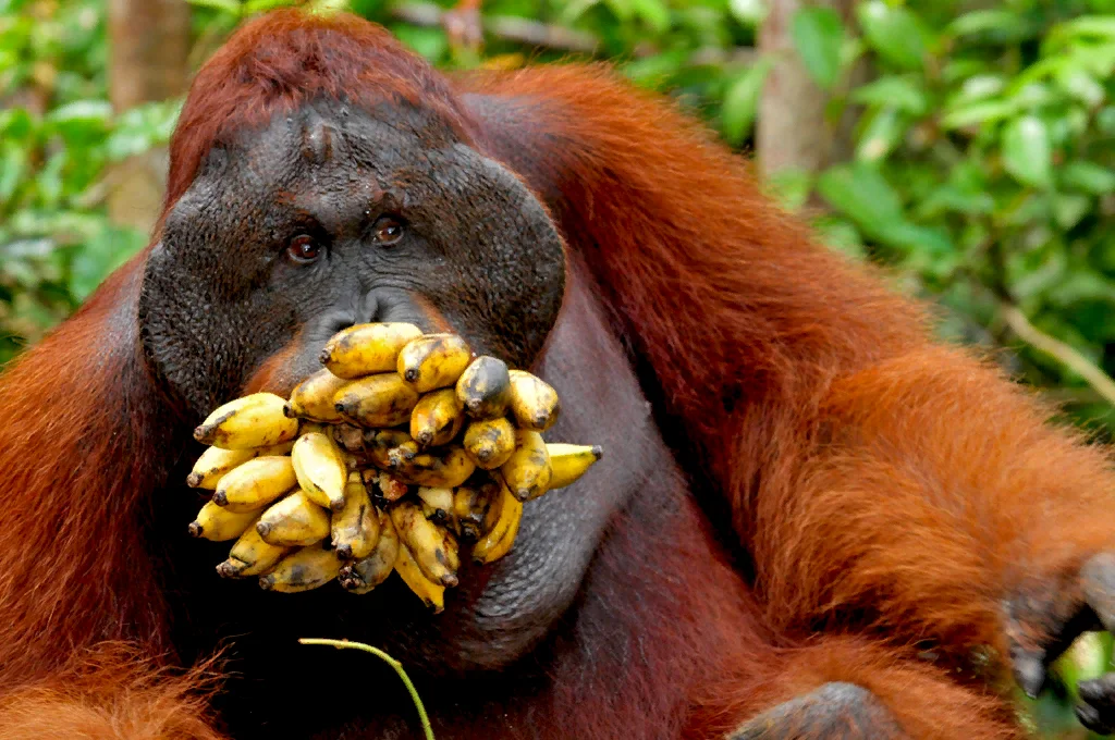 Сколько бананов едят обезьяны. Обезьяна орангутан. Орангутанг фрукт орангутанг. Мандариновый орангутанг. Орангутан самец.