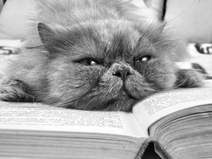 Из открытых источников в Интернет.