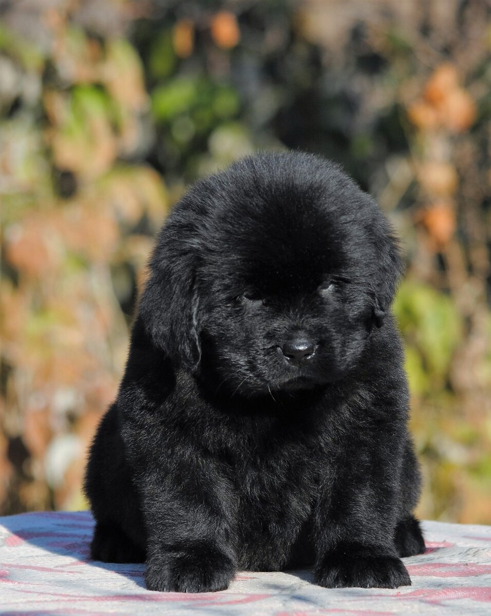 Плюшевое чудо