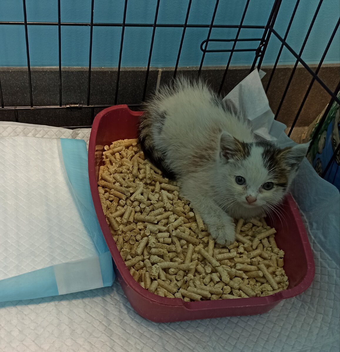 малыш борется с сильнейшей анемией