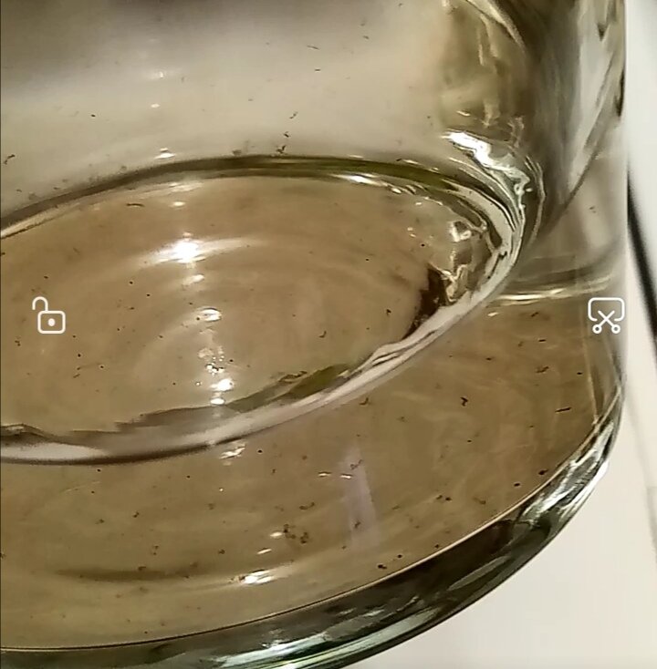 Точно лягушки зародились бы (Скрин автора)