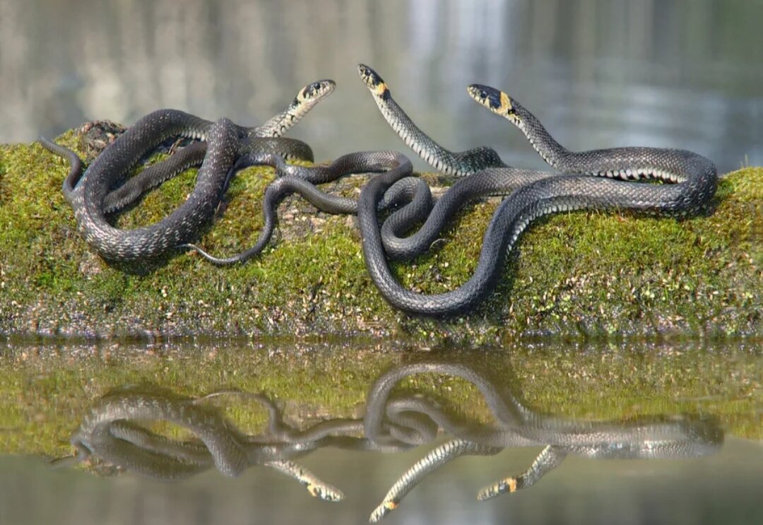 Много змей в воде. Сдвижение змей гадюк в Ленинградской области. Змеи Саратовской области уж. Полоз болотный полоз. Змея гадюка Болотная.
