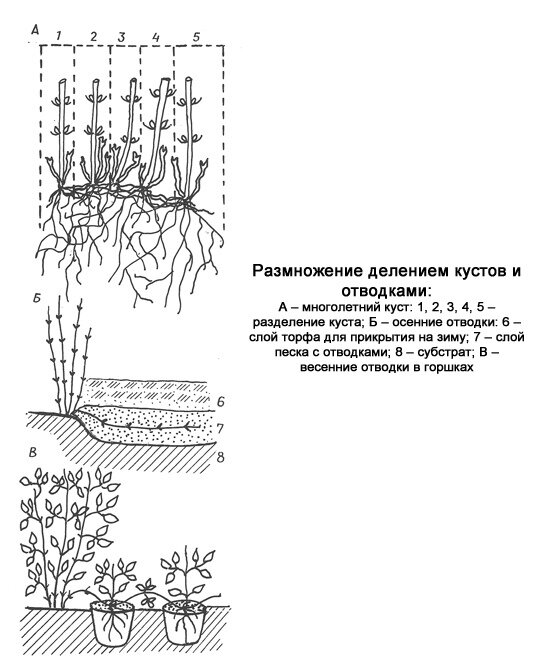Размножение клематиса отводком. Размножение делением кустов. Клематис размножение делением куста осенью. Деление куста размножение ивы. Маргаритки размножение делением куста