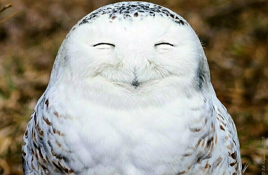 фото из интернета.