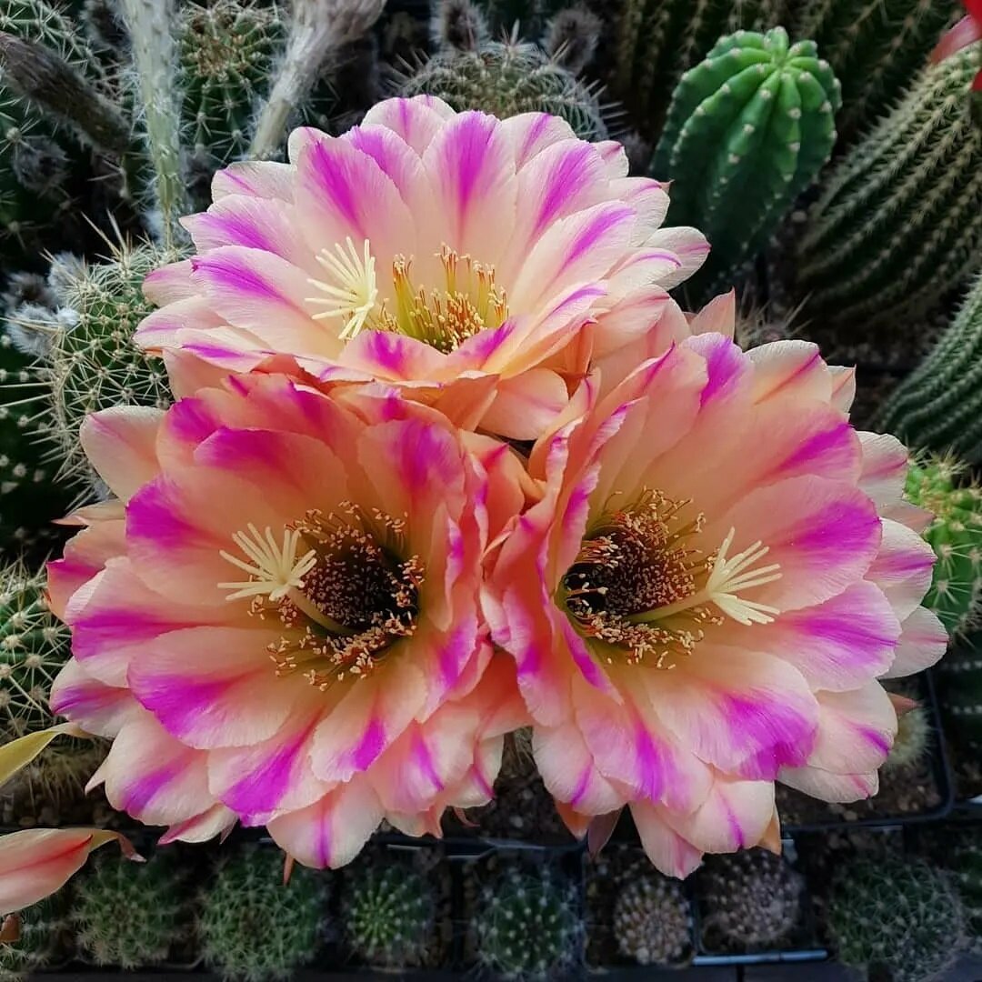 @succulents.flower