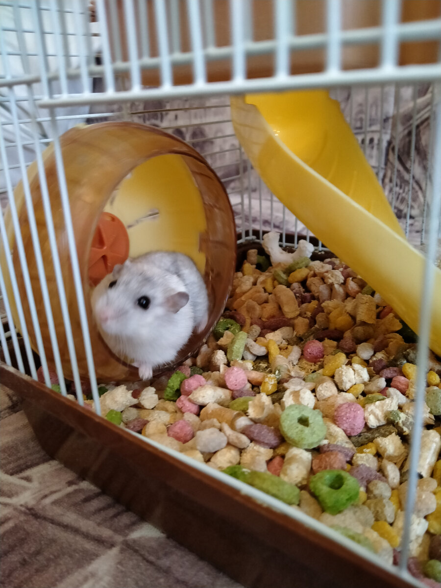 Кто знает на каком круге остановится колесо? Даже до этого невозможные вещи могут стать завтрашней будничьностью.