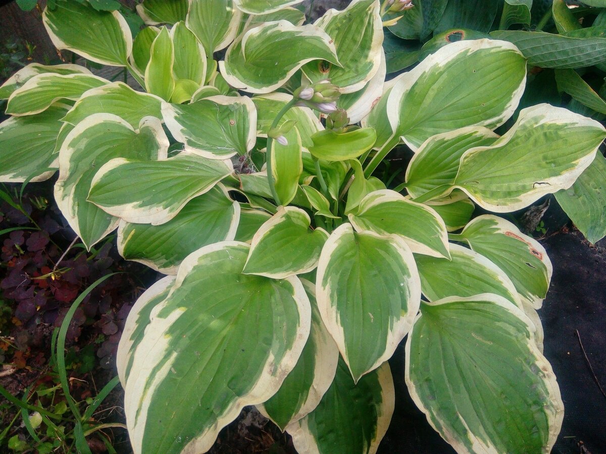 Фото Антонины Припольцевой