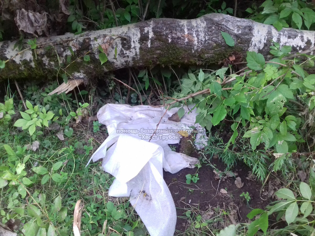 Это настоящие фото с места событий. Под этим мешком в ямке лежали котята.