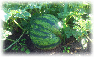 Арбуз – теплолюбивая бахчевая культура, тем не менее, существуют сорта, которые подходят для выращивания в регионах Нечерноземья. При соблюдении всех необходимых условий можно получить неплохой урожай. Чтобы успешно вырастить арбузы на даче, надо знать некоторые нюансы агротехники.